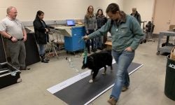 Gait Analysis for Sheep